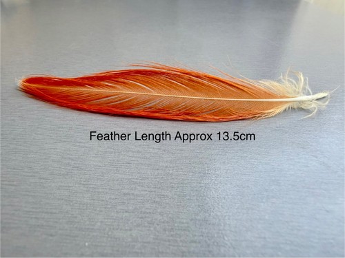 Parrot macaw feather - parrot,