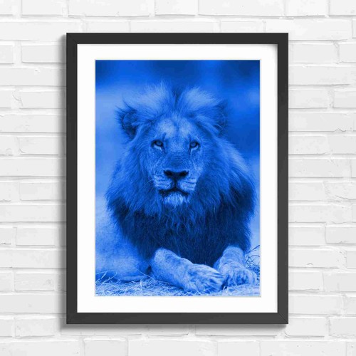 Majestic male lion portrait - majestic,