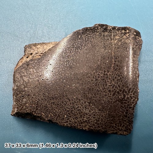 Fossil british dinosaur
