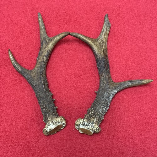 Pair roe deer - of,
