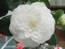 Camellia japonica Nuccio`s gem