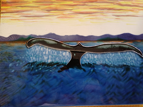 Stunning whale tail mid - tail,