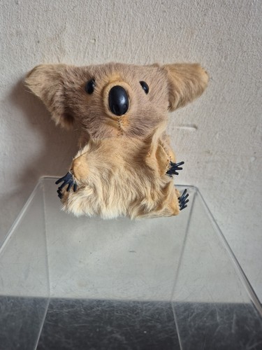Koala bear real - bear,