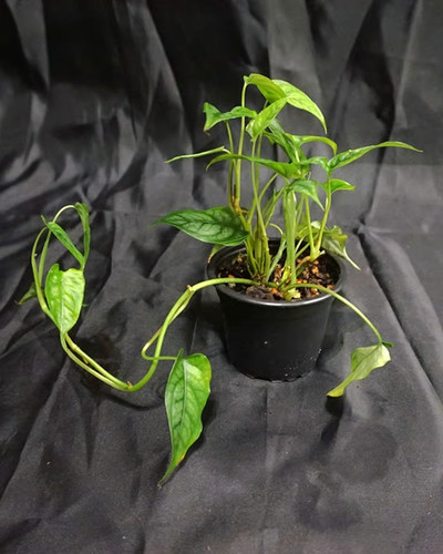 Monstera siltepecana 4 - monstera, siltepecana,