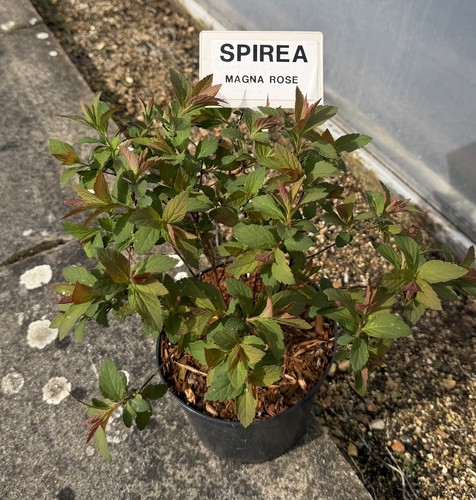 Spiraea japonica magnum rose - japonica, rose'