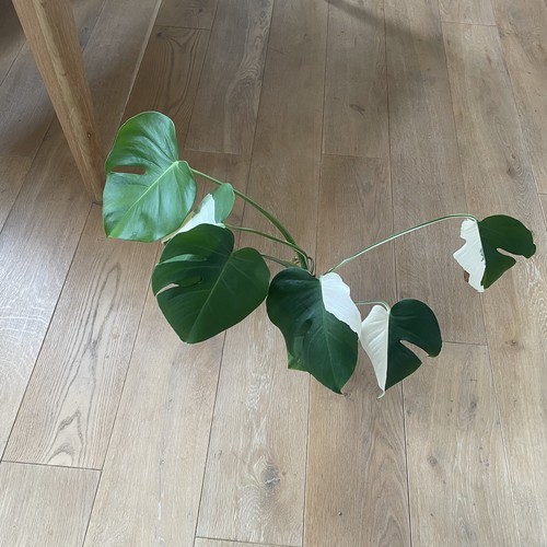 Monstera deliciosa albo - deliciosa,