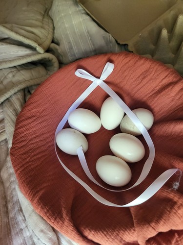 Cayuga duck hatching - duck,