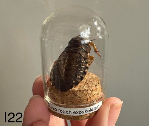 Dubia cockroach exoskeleton - cockroach,