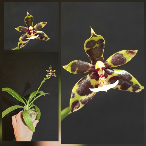 Rare phalaenopsis pantheriana - rare,