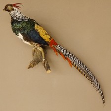 Diamond Pheasant Lady Amherst
