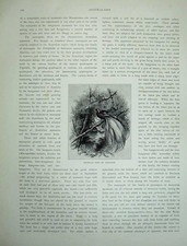 Old Antique Print 1886 Australia Bird Kangaroo Dog Eagle Emu Opossum Cat 19th