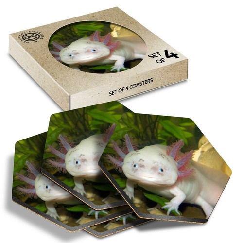Hexagon coasters axolotl - x,
