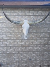 Cow Skull With Polish Horns 3F
