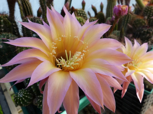Large flowered echinopsis - large,