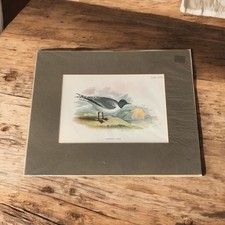 Antique Hand Coloured
