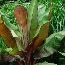 Ensete ventricosum Maurelii|
