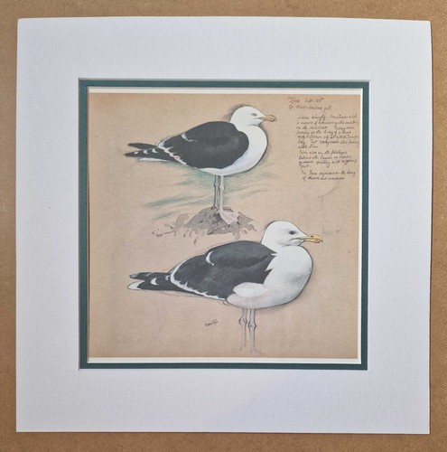 Tunnicliffe black back gull - black,