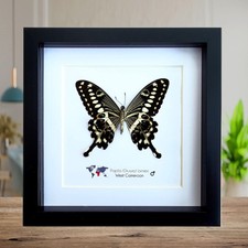 Framed papilio lormieri
