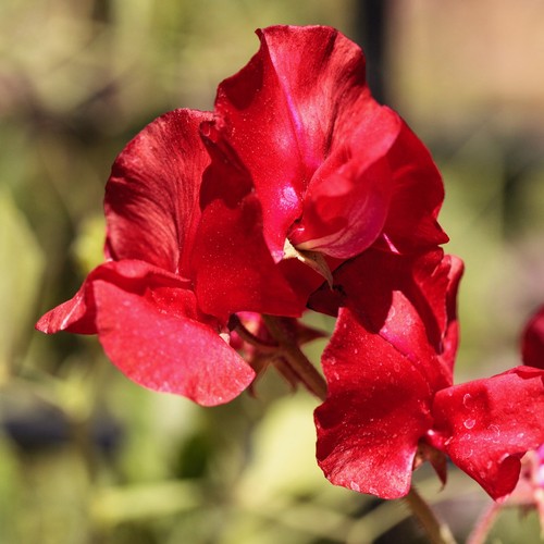 Sweet pea mammoth scarlet - pea,