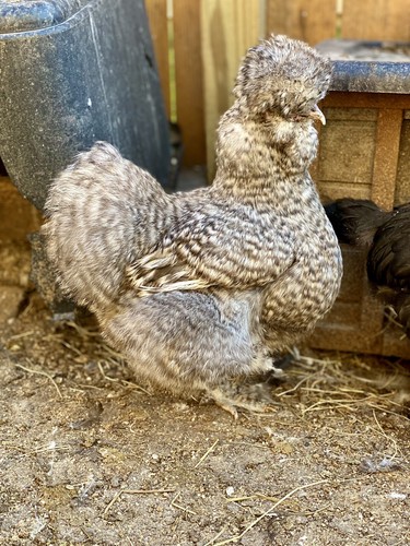 Show quality silkie chicken - 6,