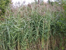 NORFOLK  REED - LIVE Water