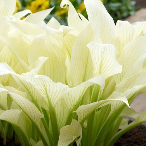 Hosta white feather perennial - hosta,