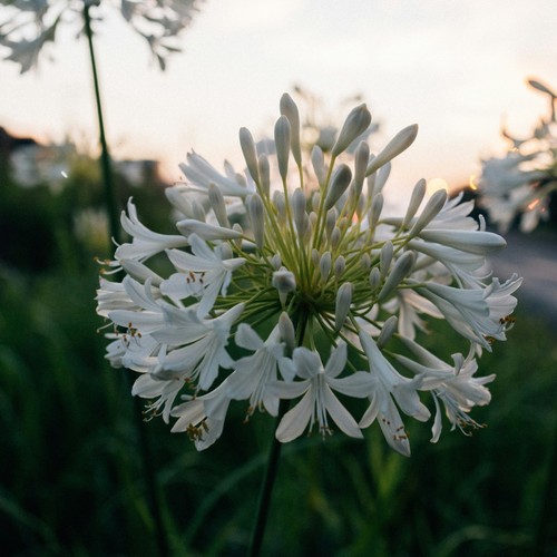 Giant agapanthus umbellatus - agapanthus, "