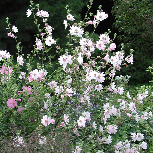 Lavatera x clementii - x,