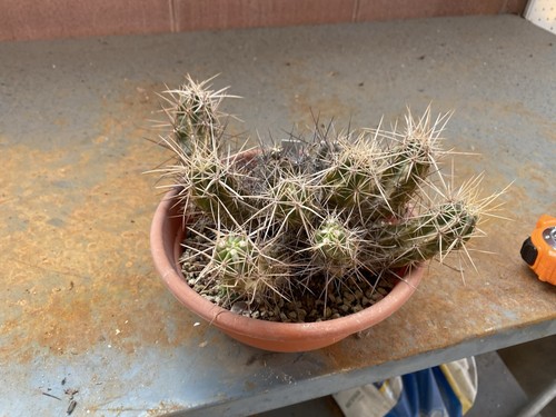 Echinocereus maritimus - echinocereus,