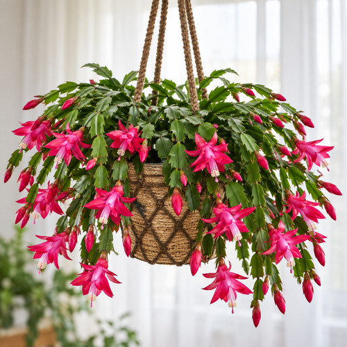 Christmas cactus - christmas,