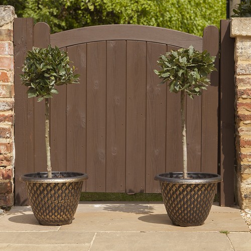 Standard bay tree edible - bay, tree,