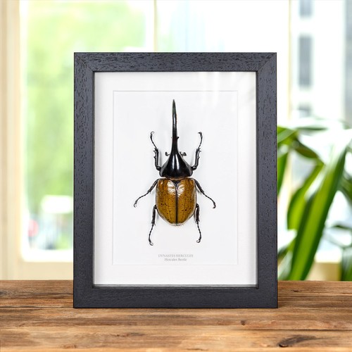 The hercules taxidermy beetle - the,