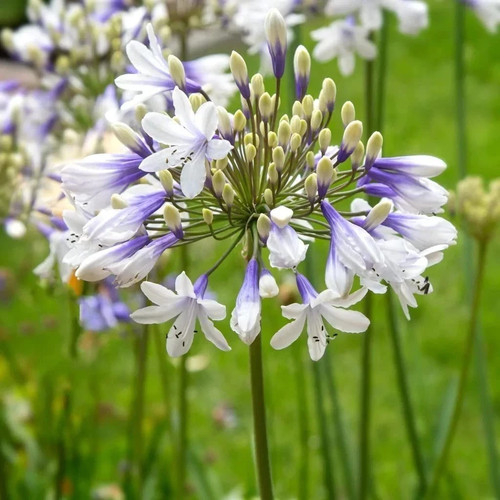 Agapanthus multicolor flower - multicolor,