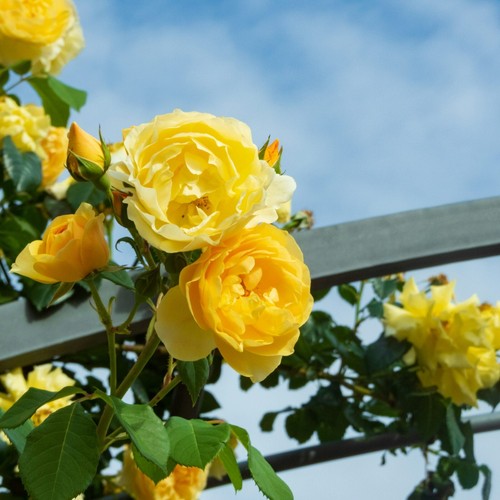 Climbing rose litre - climbing,