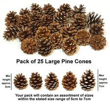 Large Real Pine Fir Cones