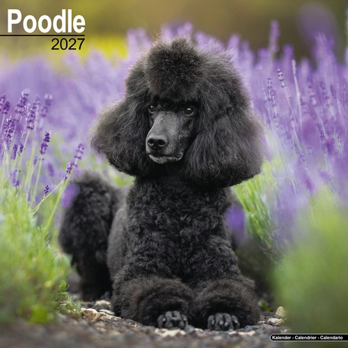 Poodle 2027 calendar - calendar, |
