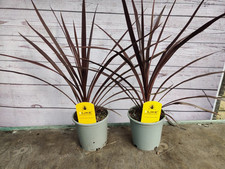 2 x Cordyline 'Red Star' 1L