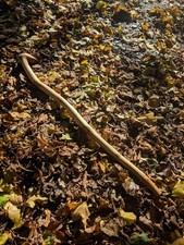 Snakey Yew Shillelagh Walking Stick Teardrop Ball Handle Beautiful Cane