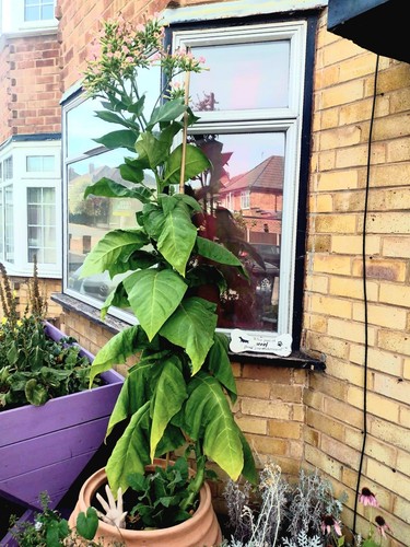 Tobacco amber leaf - tobacco,