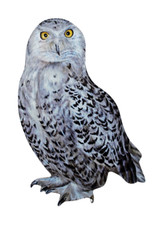 Snowy Owl Magnet - Snowy Owls