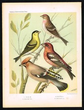 1878 Cassell Bird Plate –