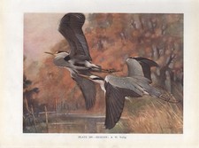 Heron - 1948 Beautiful Colour