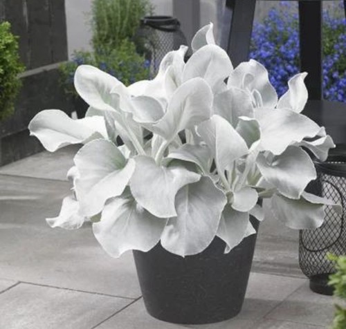 Senecio angel wings - 2x,