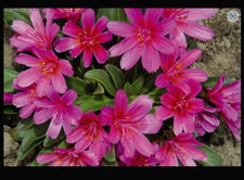 Lewisia Longipetalum Little Raspberry Perennial Alpine Plant 1 x 13cm Pot