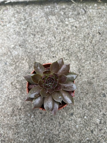Sempervivum rooted plant - rooted,