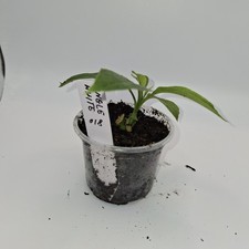 Brugmansia White Angel Trumpet