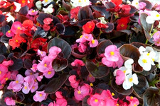 Garden Border Tub Plants ×15
