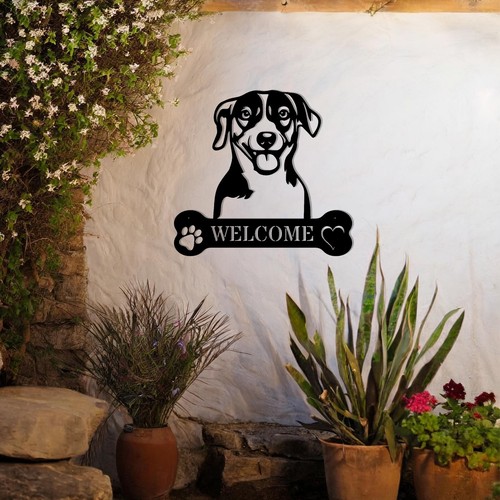 Delightful jack russell - jack,