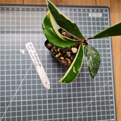 Rare hoya pubicalyx pink - pubicalyx,