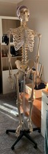 Life Size Anatomical Model Skeleton 180cm tall